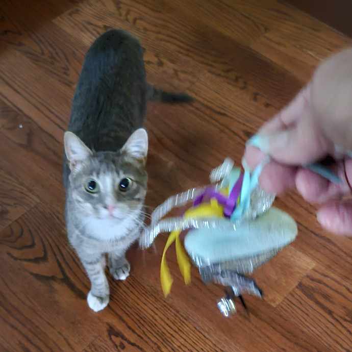 Blue Ribbon Cat Sitter Of Queen City