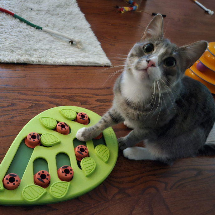 Blue Ribbon Cat Sitter Of Queen City