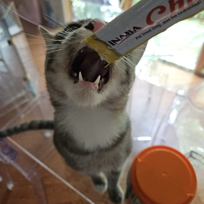 Blue Ribbon Cat Sitter Of Queen City