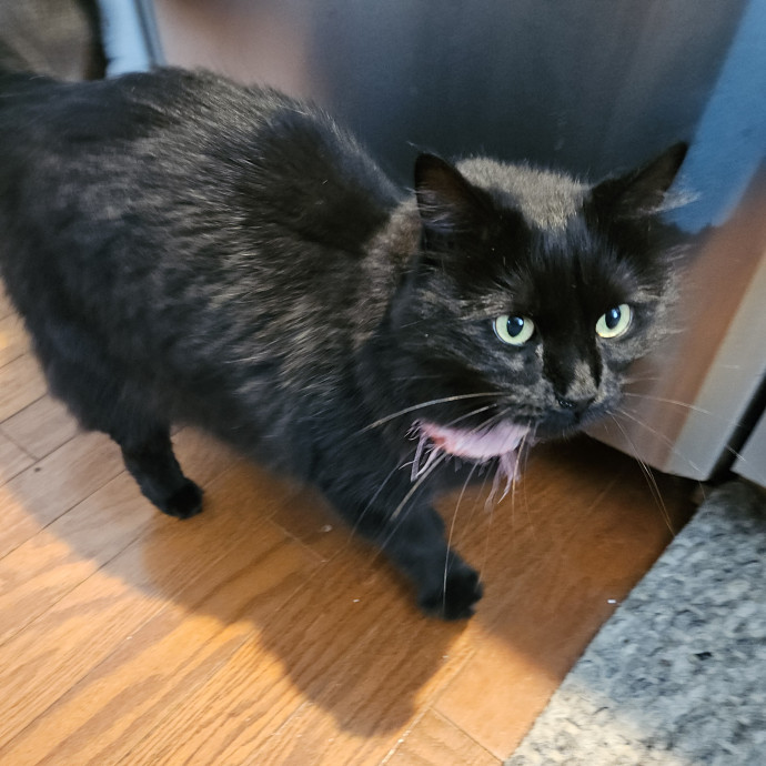 Blue Ribbon Cat Sitter Of Queen City