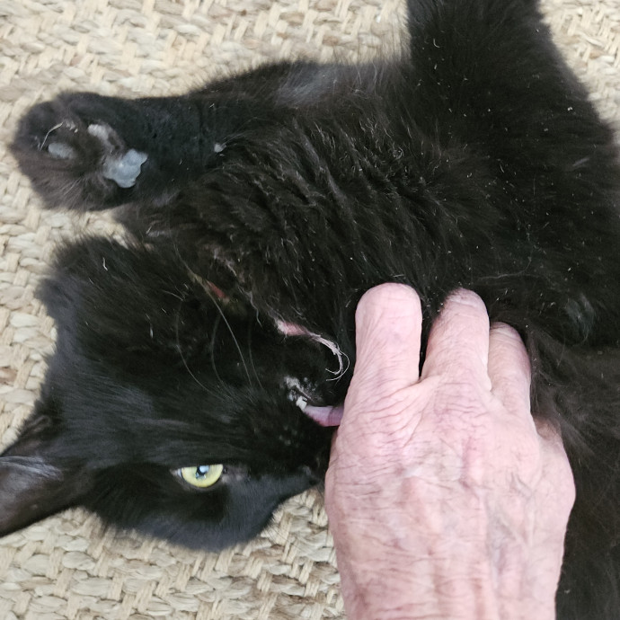 Blue Ribbon Cat Sitter Of Queen City