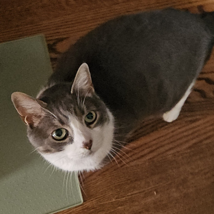 Blue Ribbon Cat Sitter Of Queen City
