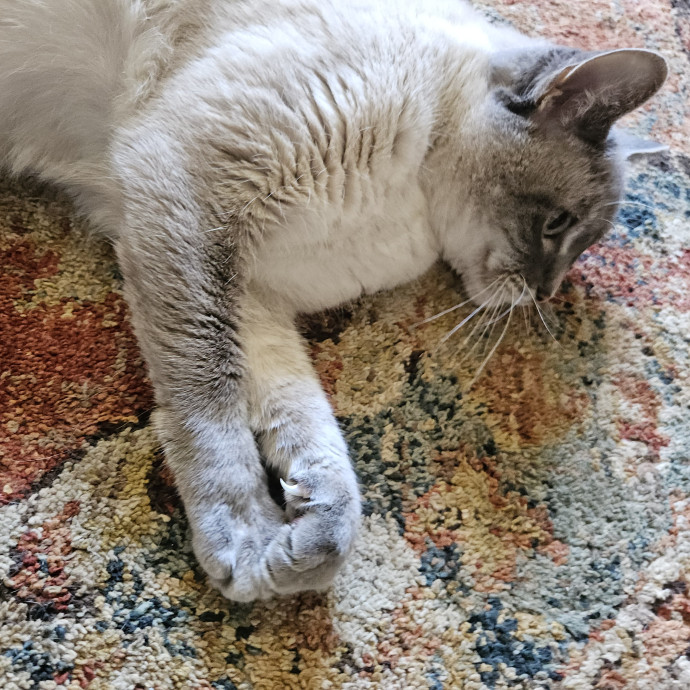 Blue Ribbon Cat Sitter Of Queen City
