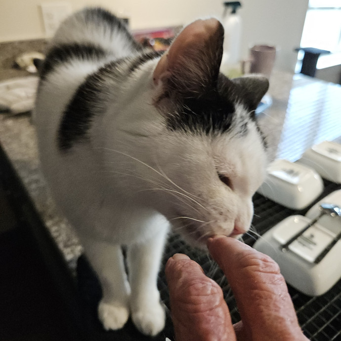 Blue Ribbon Cat Sitter Of Queen City