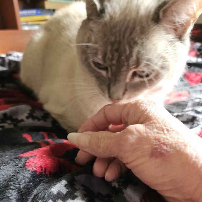 Blue Ribbon Cat Sitter Of Queen City