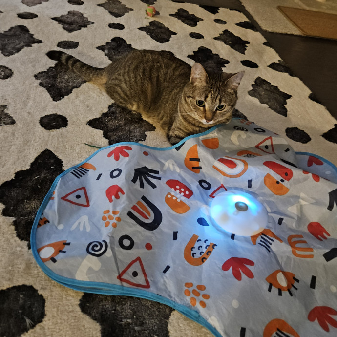 Blue Ribbon Cat Sitter Of Queen City
