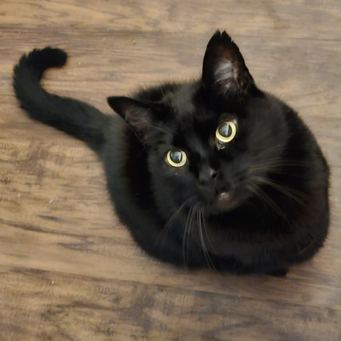 Blue Ribbon Cat Sitter Of Queen City