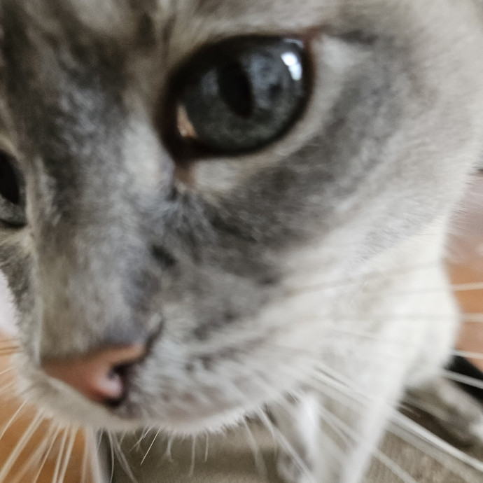 Blue Ribbon Cat Sitter Of Queen City