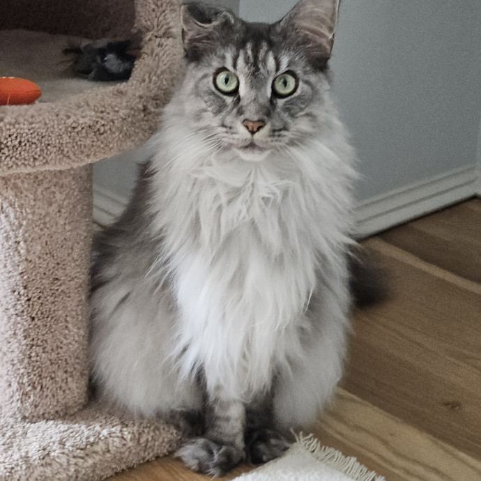 Blue Ribbon Cat Sitter Of Queen City