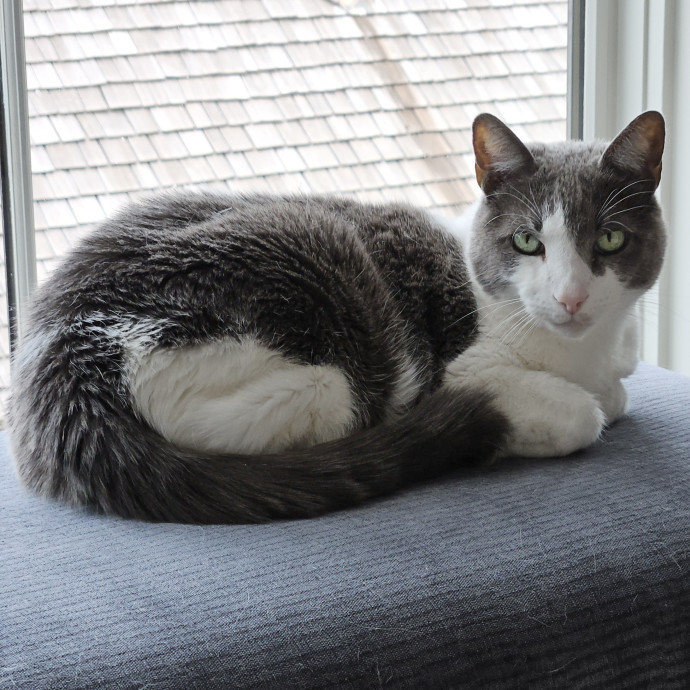 Blue Ribbon Cat Sitter Of Queen City