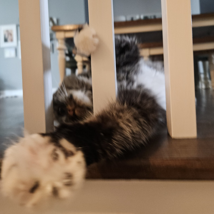 Blue Ribbon Cat Sitter Of Queen City