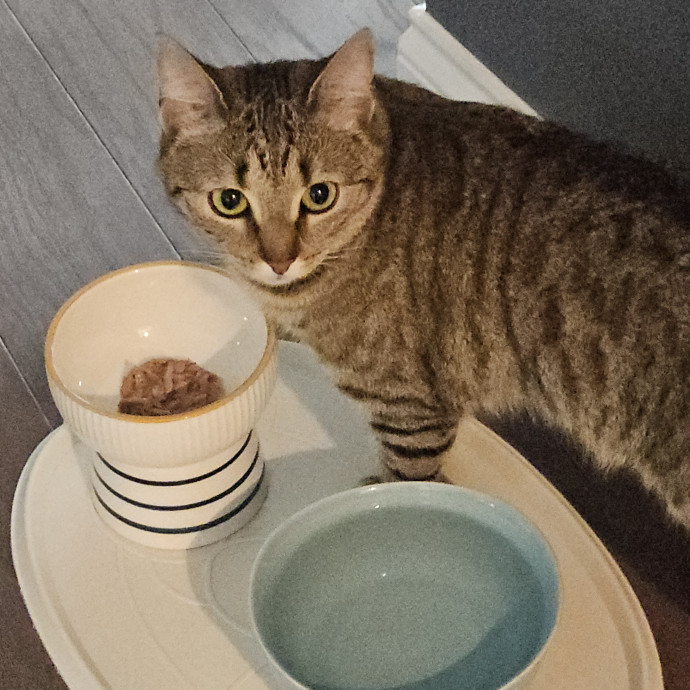 Blue Ribbon Cat Sitter Of Queen City