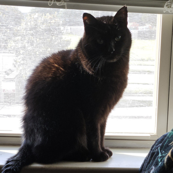 Blue Ribbon Cat Sitter Of Queen City