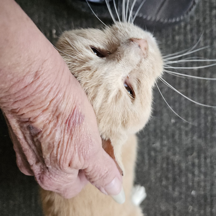 Blue Ribbon Cat Sitter Of Queen City
