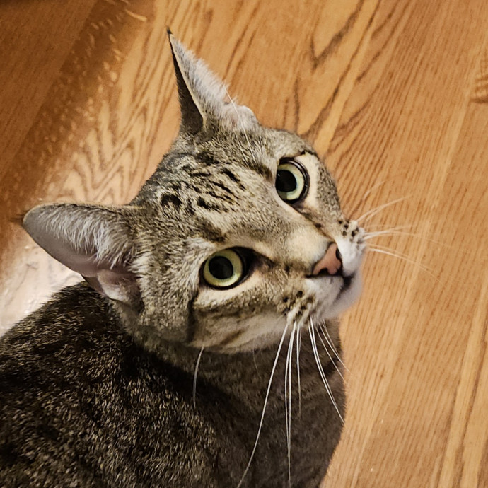 Blue Ribbon Cat Sitter Of Queen City