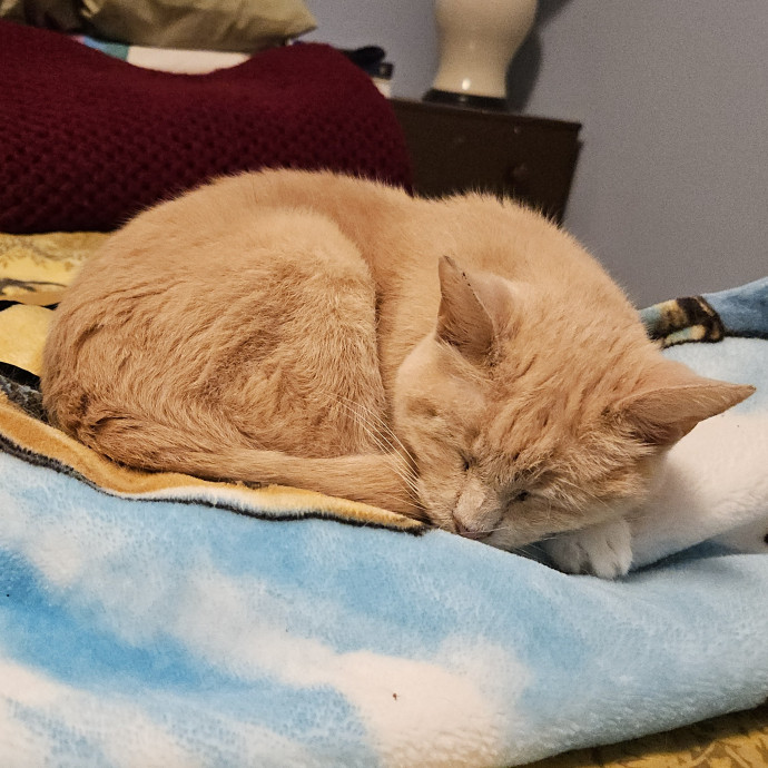 Blue Ribbon Cat Sitter Of Queen City