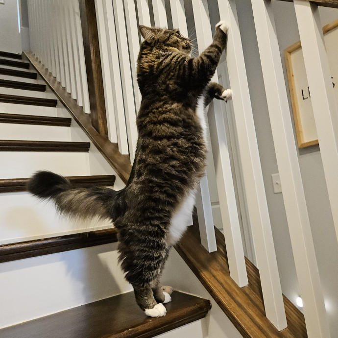 Blue Ribbon Cat Sitter Of Queen City