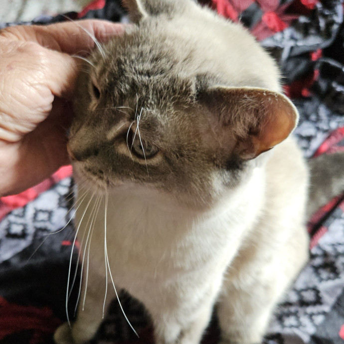 Blue Ribbon Cat Sitter Of Queen City
