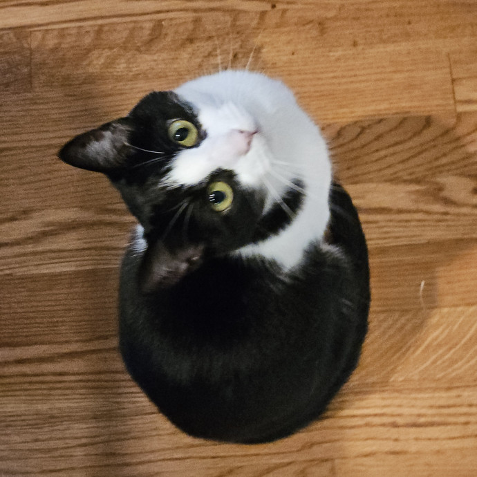 Blue Ribbon Cat Sitter Of Queen City