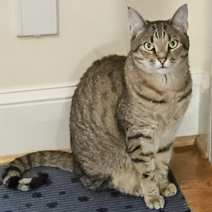 Blue Ribbon Cat Sitter Of Queen City