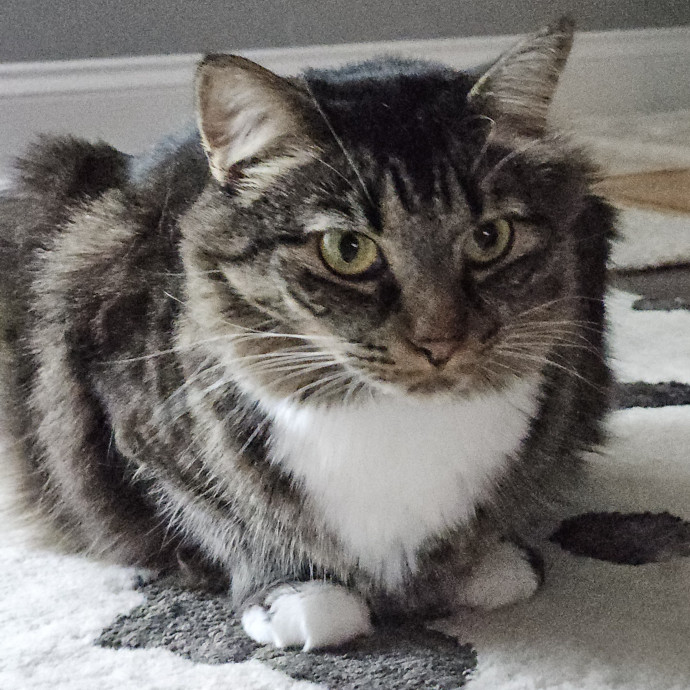 Blue Ribbon Cat Sitter Of Queen City