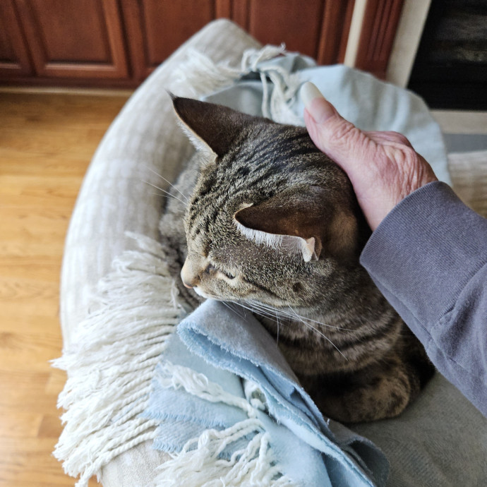 Blue Ribbon Cat Sitter Of Queen City