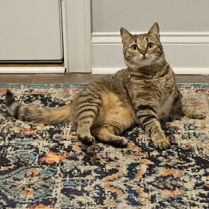 Blue Ribbon Cat Sitter Of Queen City
