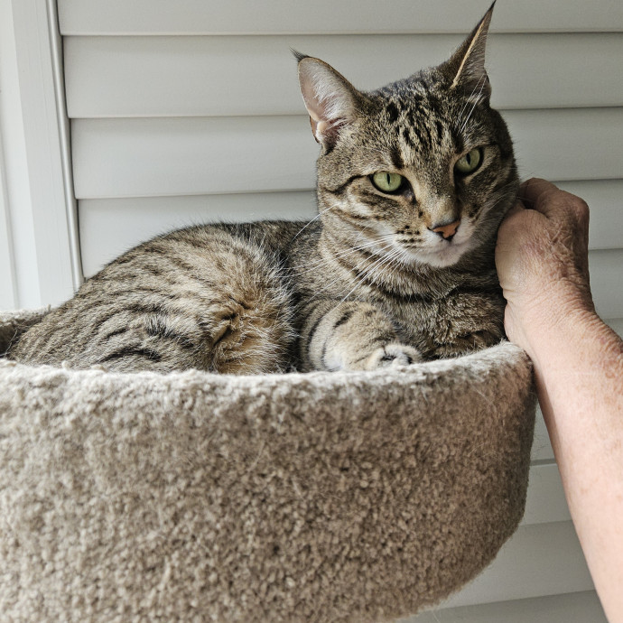 Blue Ribbon Cat Sitter Of Queen City