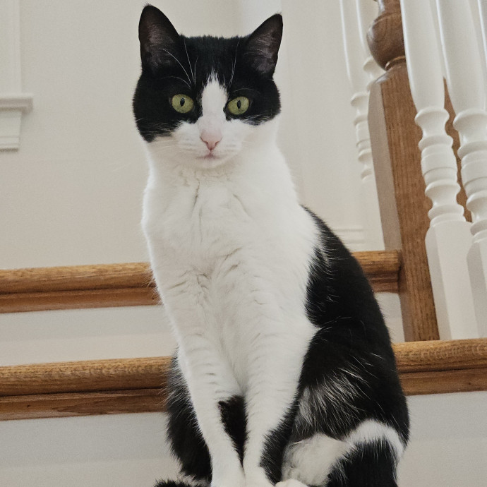 Blue Ribbon Cat Sitter Of Queen City