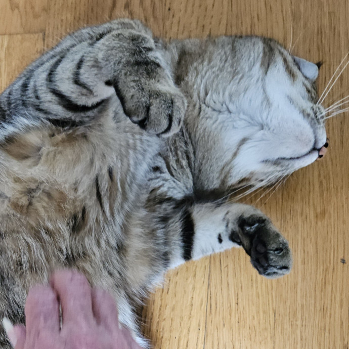 Blue Ribbon Cat Sitter Of Queen City