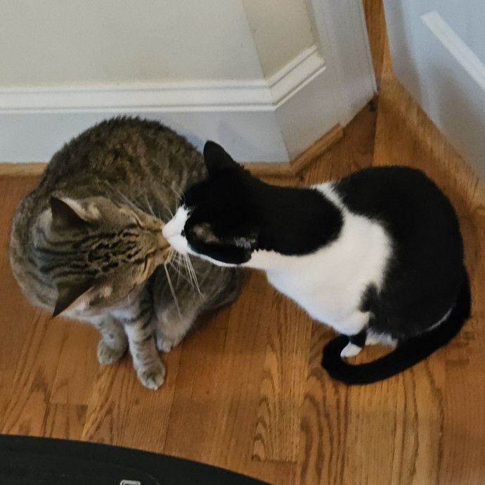 Blue Ribbon Cat Sitter Of Queen City