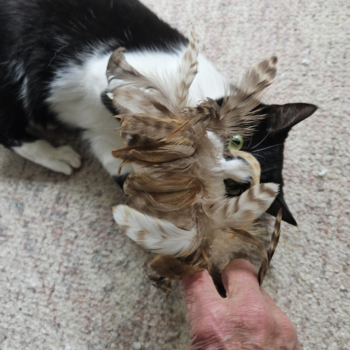Blue Ribbon Cat Sitter Of Queen City