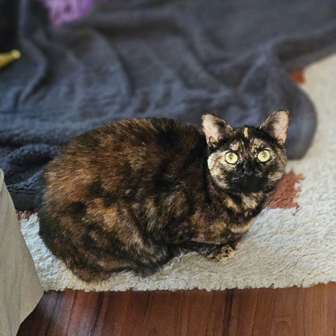 Blue Ribbon Cat Sitter Of Queen City
