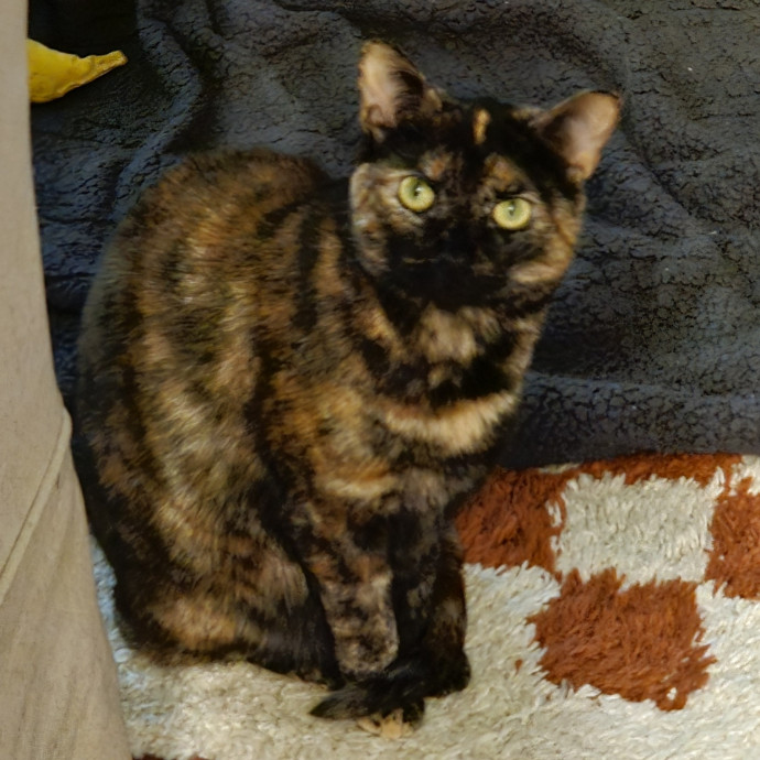 Blue Ribbon Cat Sitter Of Queen City