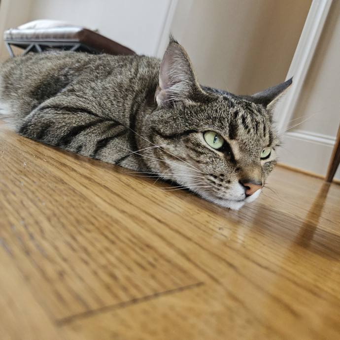 Blue Ribbon Cat Sitter Of Queen City