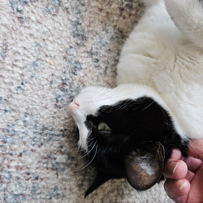 Blue Ribbon Cat Sitter Of Queen City