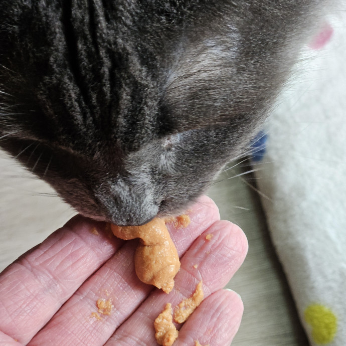Blue Ribbon Cat Sitter Of Queen City