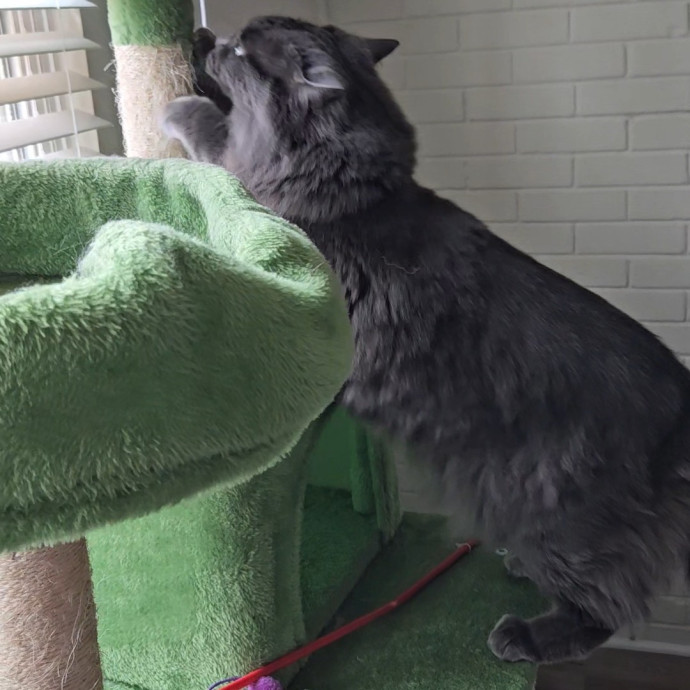 Blue Ribbon Cat Sitter Of Queen City