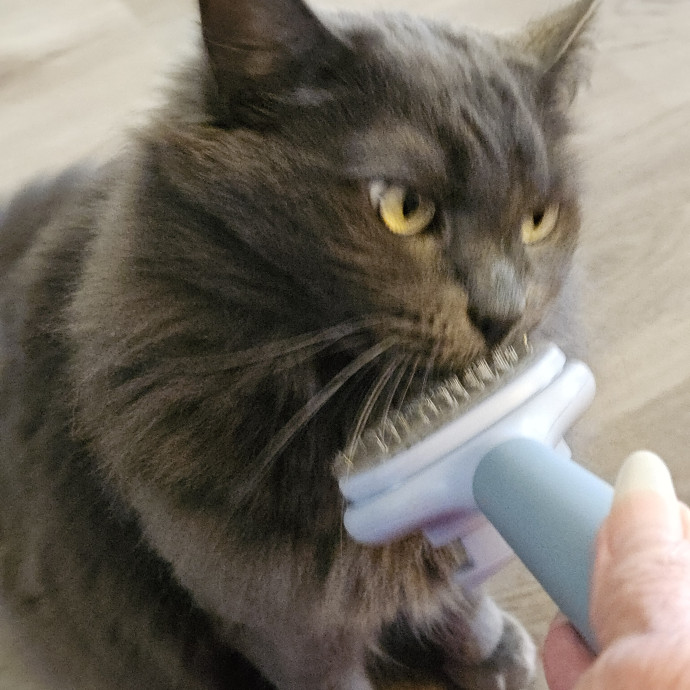 Blue Ribbon Cat Sitter Of Queen City