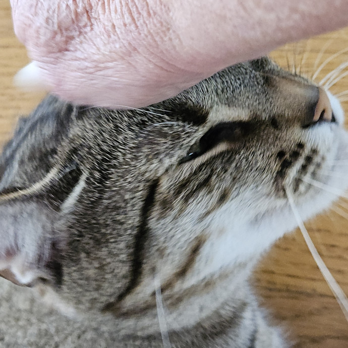 Blue Ribbon Cat Sitter Of Queen City