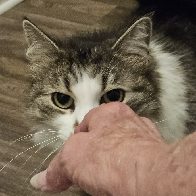 Blue Ribbon Cat Sitter Of Queen City