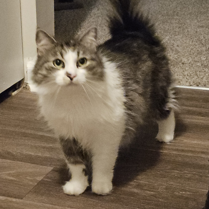 Blue Ribbon Cat Sitter Of Queen City