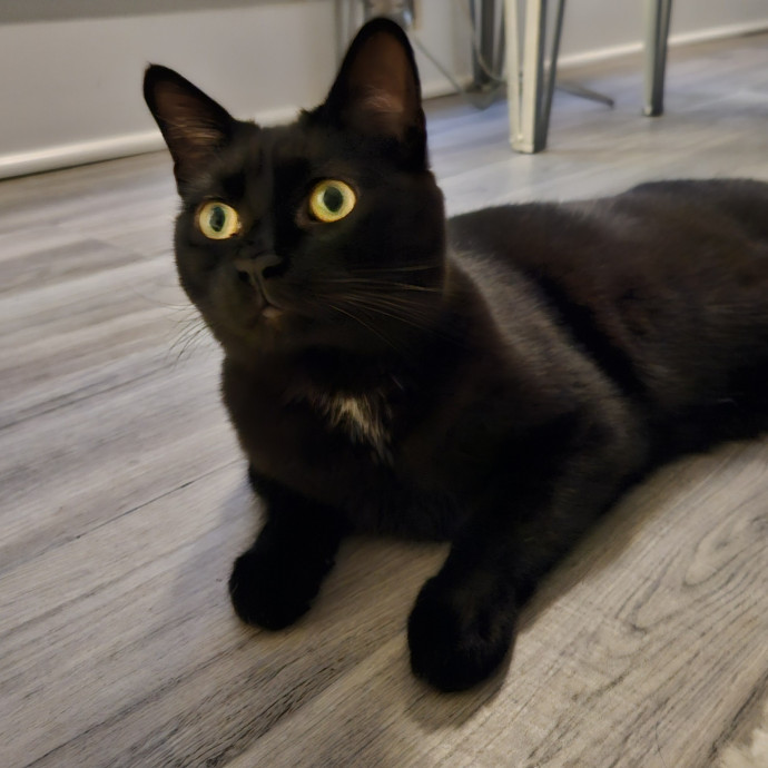 Blue Ribbon Cat Sitter Of Queen City