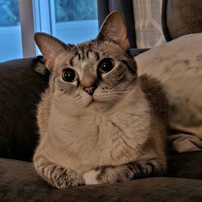 Blue Ribbon Cat Sitter Of Queen City