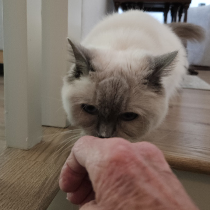 Blue Ribbon Cat Sitter Of Queen City