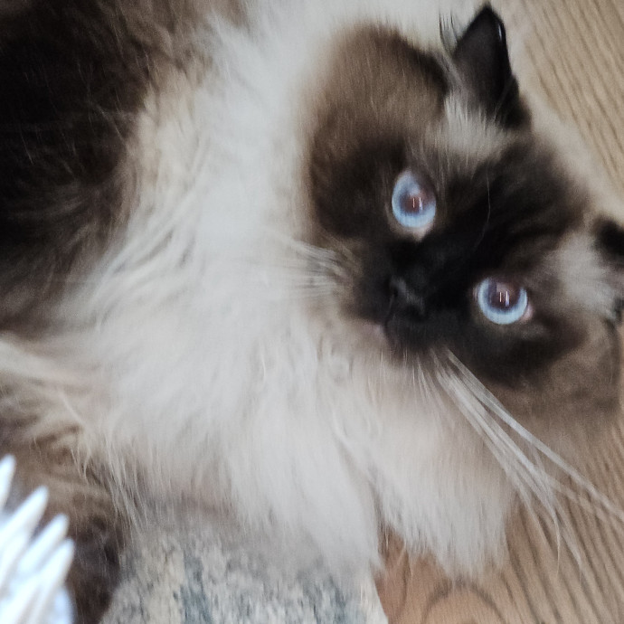 Blue Ribbon Cat Sitter Of Queen City