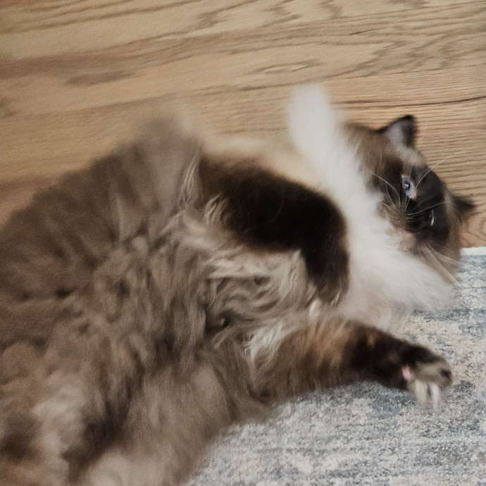 Blue Ribbon Cat Sitter Of Queen City