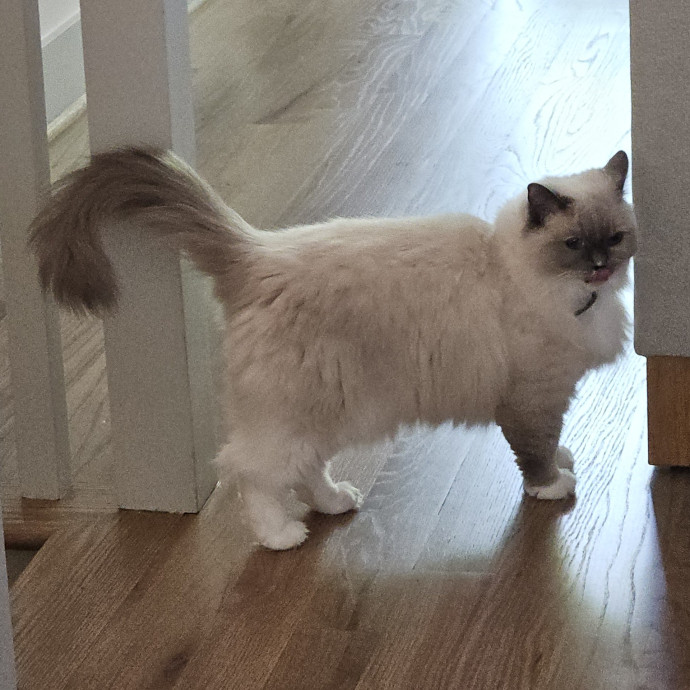 Blue Ribbon Cat Sitter Of Queen City