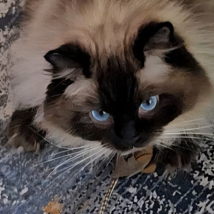 Blue Ribbon Cat Sitter Of Queen City