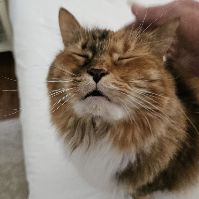 Blue Ribbon Cat Sitter Of Queen City